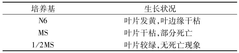 草莓视频在线免费架