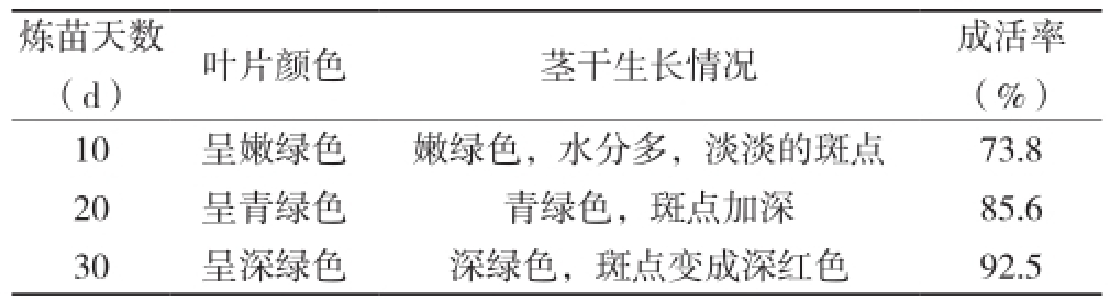 鐵皮石斛草莓视频在线免费苗馴化技術研究