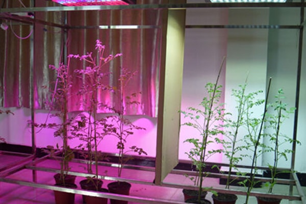 現代植物工廠用LED代替熒光燈種植生菜